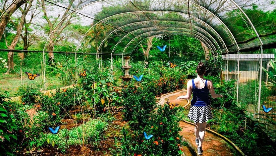 Butterfly Breeding Park